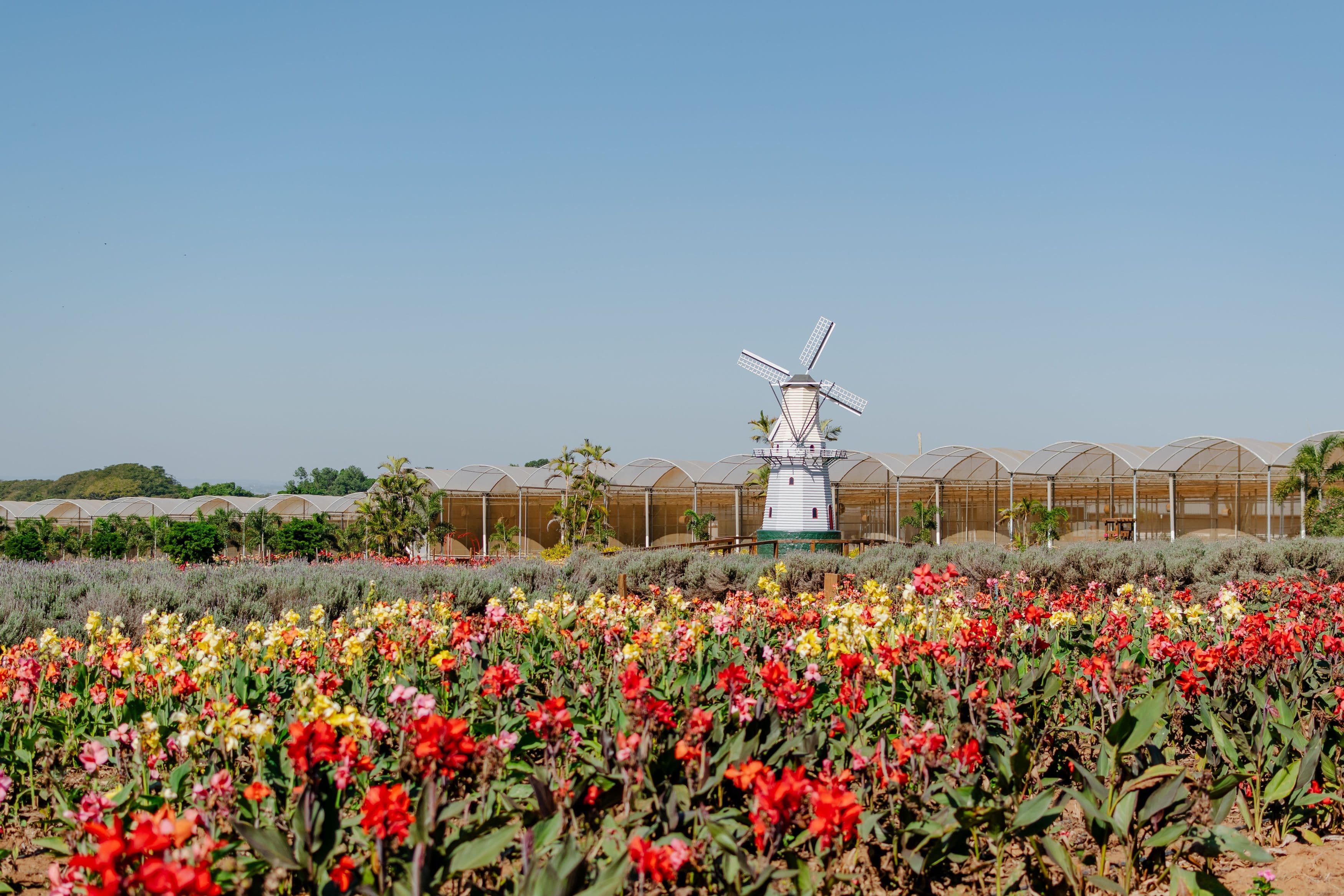 Campo colorido de tulipas e encantador moinho de vento sob céus claros em Holambra, Brasil.