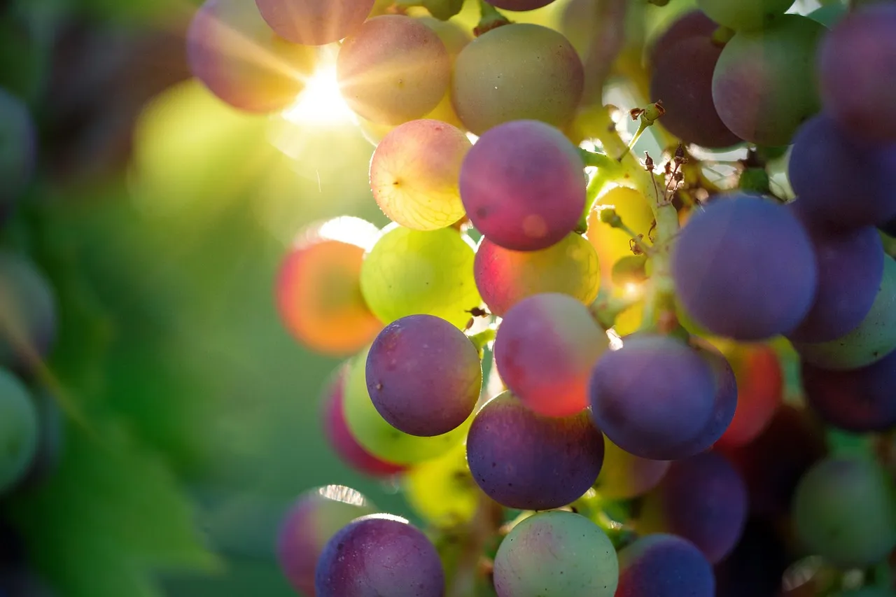 Cachos de uvas maduras em tons de verde e roxo, iluminados pelo sol da tarde